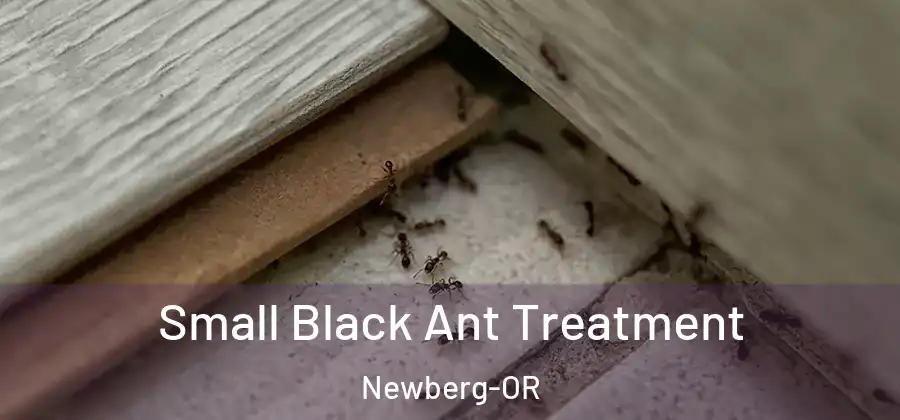 Small Black Ant Treatment Newberg-OR