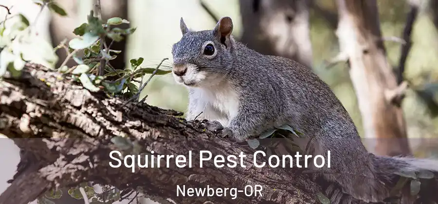  Squirrel Pest Control Newberg-OR