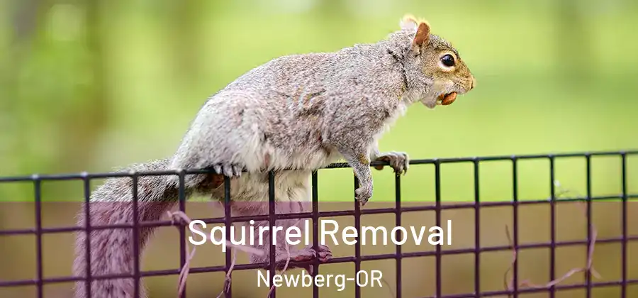 Squirrel Removal Newberg-OR