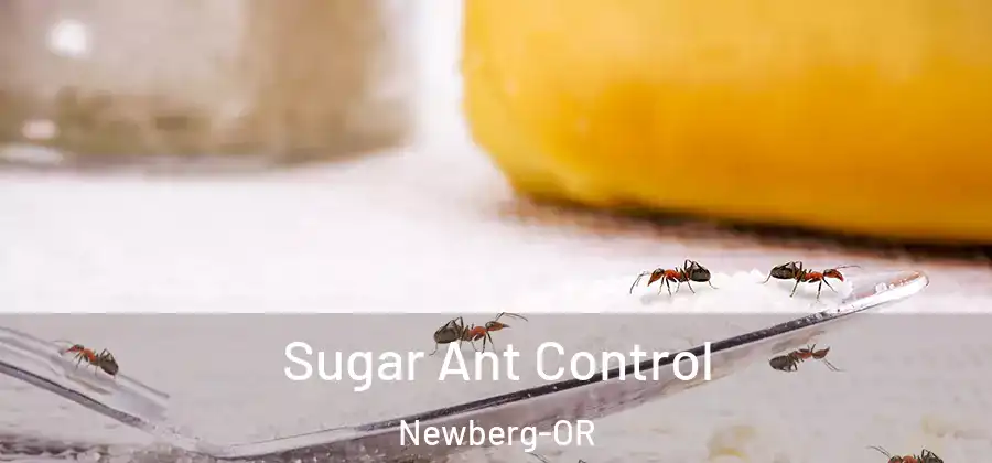 Sugar Ant Control Newberg-OR