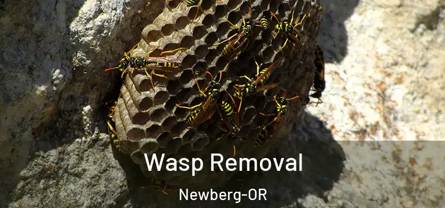 Wasp Removal Newberg-OR